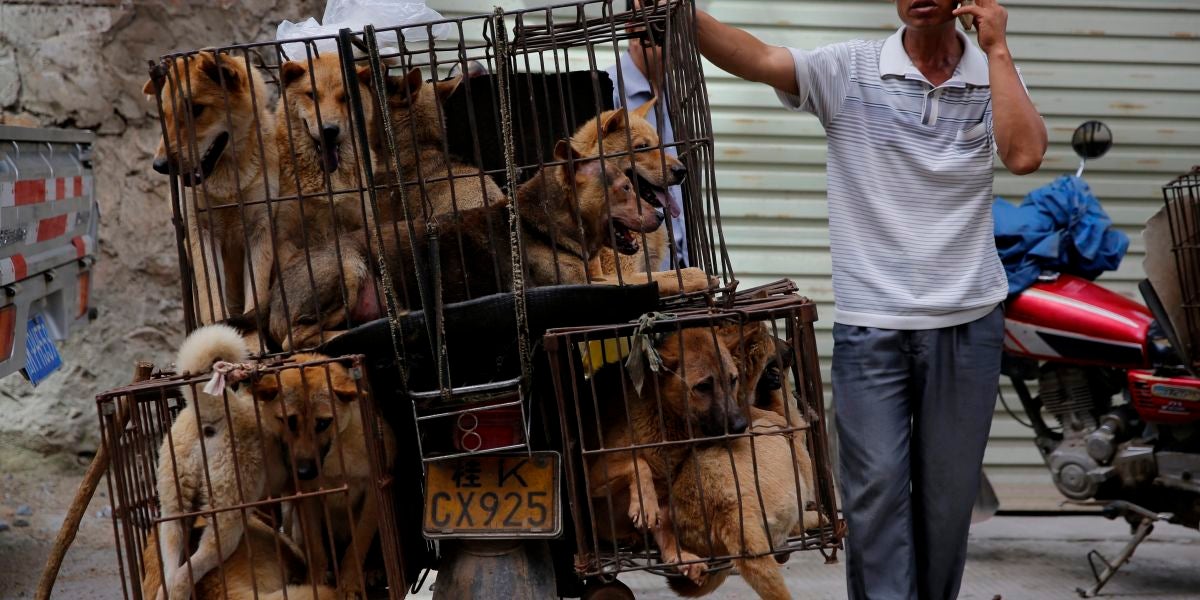 China celebra su festival anual de carne de perro pese a las advertencias de riesgo para salud