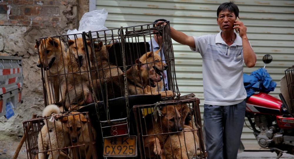 China celebra su festival anual de carne de perro pese a las advertencias de riesgo para salud