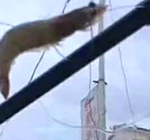 Un langostino en el parabrisas de un coche Un langostino en el parabrisas de un coche
