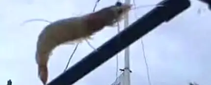 Un langostino en el parabrisas de un coche Un langostino en el parabrisas de un coche