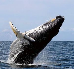 Avistamiento de ballenas en el pacífico (28-06-2018) Avistamiento de ballenas en el pacífico (28-06-2018)