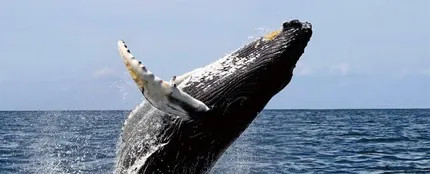 Avistamiento de ballenas en el pacífico (28-06-2018) Avistamiento de ballenas en el pacífico (28-06-2018)