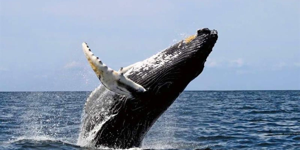 Avistamiento de ballenas en el pacífico (28-06-2018)