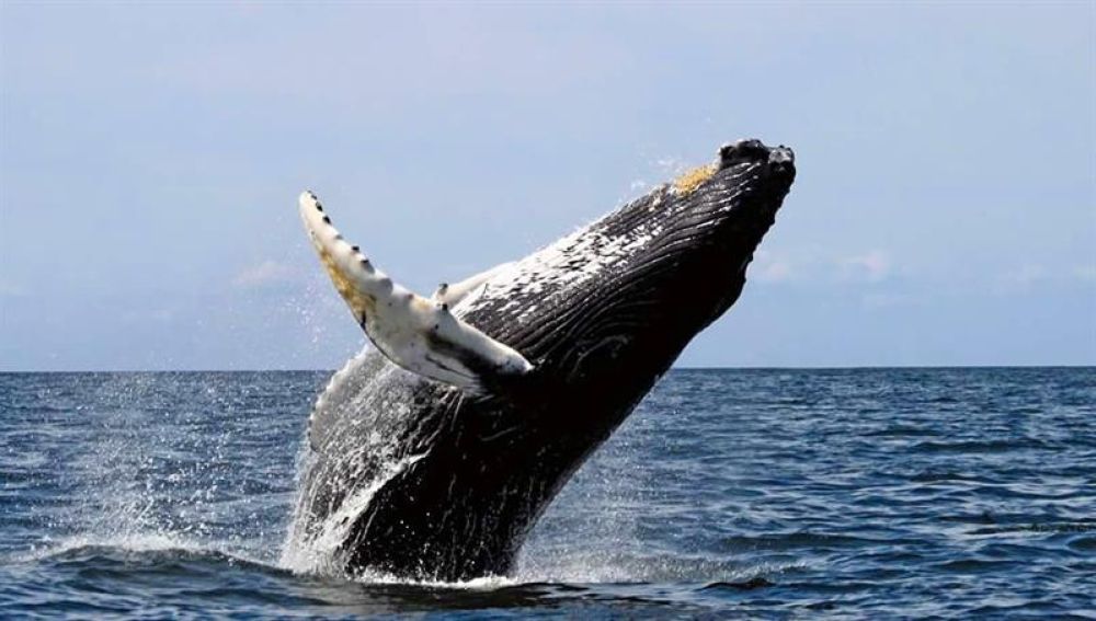 Avistamiento de ballenas en el pacífico (28-06-2018)