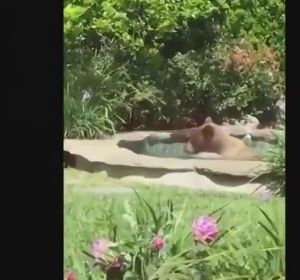 Un oso se cuela en una casa de California, se da un baño en el jacuzzi y se bebe un margarita Un oso se cuela en una casa de California, se da un baño en el jacuzzi y se bebe un margarita