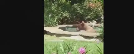 Un oso se cuela en una casa de California, se da un baño en el jacuzzi y se bebe un margarita Un oso se cuela en una casa de California, se da un baño en el jacuzzi y se bebe un margarita