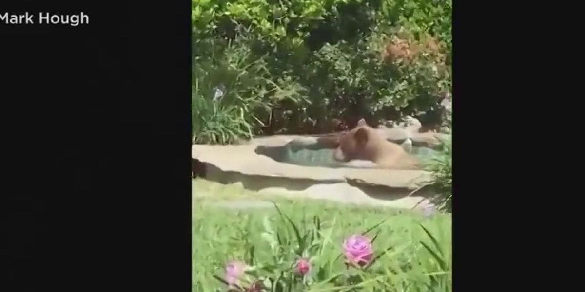 Un oso se cuela en una casa de California, se da un baño en el jacuzzi y se bebe un margarita
