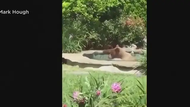 Un oso se cuela en una casa de California, se da un baño en el jacuzzi y se bebe un margarita
