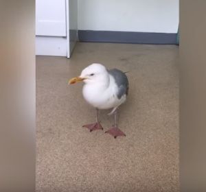 La gaviota intoxicada La gaviota intoxicada