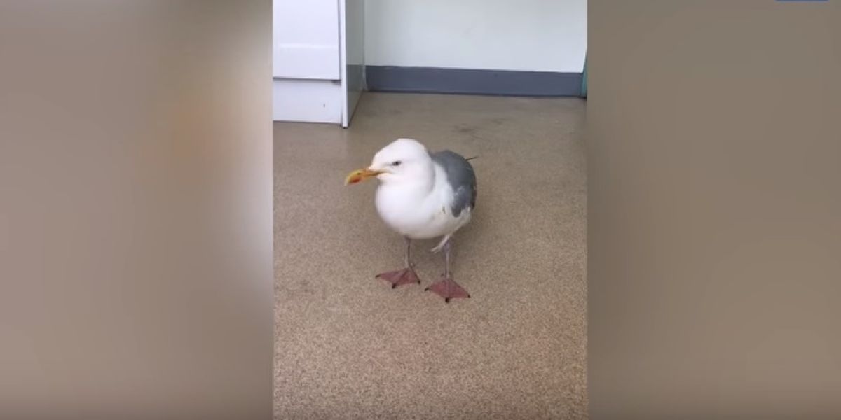 La gaviota intoxicada