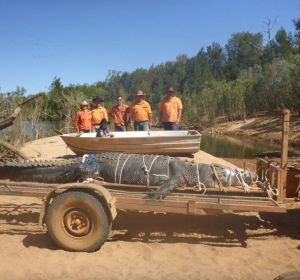 Capturan un cocodrilo de 600 kilos al norte de Australia Capturan un cocodrilo de 600 kilos al norte de Australia