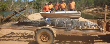 Capturan un cocodrilo de 600 kilos al norte de Australia