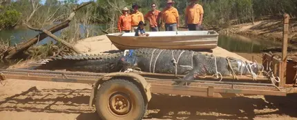 Capturan un cocodrilo de 600 kilos al norte de Australia Capturan un cocodrilo de 600 kilos al norte de Australia