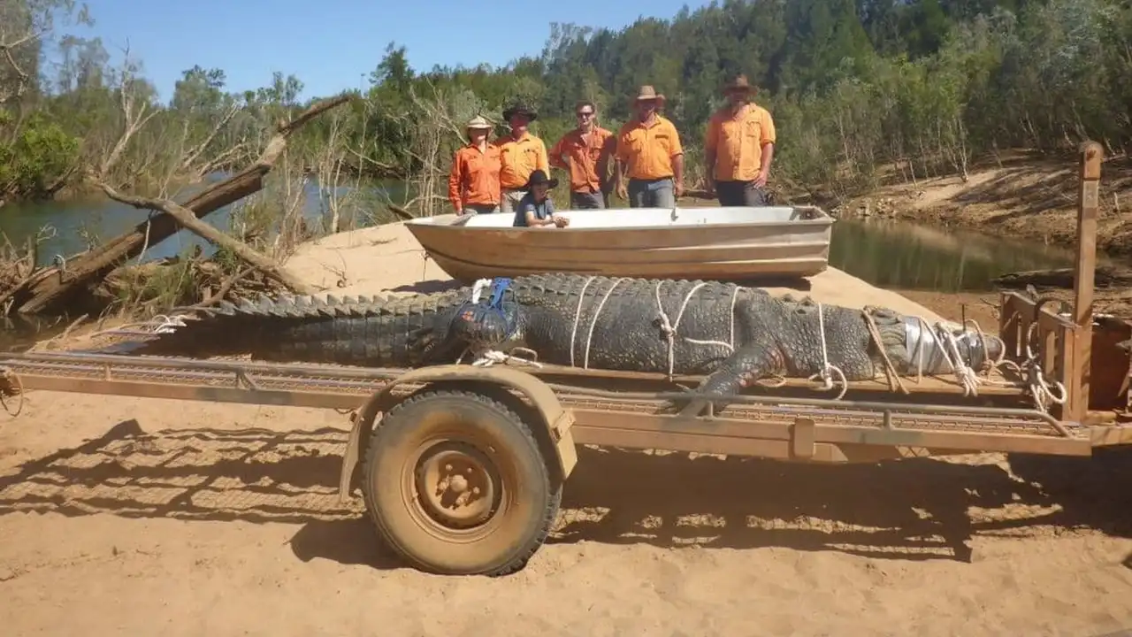 Capturan un cocodrilo de 600 kilos al norte de Australia Capturan un cocodrilo de 600 kilos al norte de Australia
