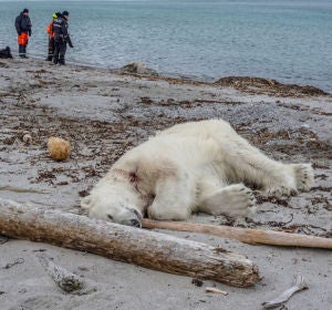 Matan a tiros a un oso polar Matan a tiros a un oso polar