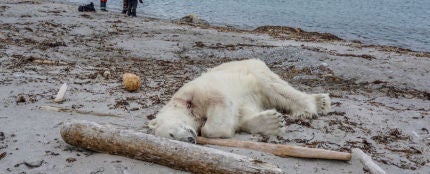Matan a tiros a un oso polar 