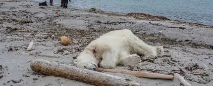 Matan a tiros a un oso polar Matan a tiros a un oso polar