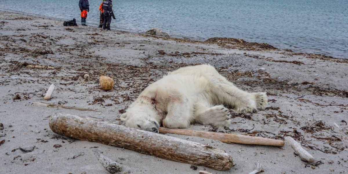 Matan a tiros a un oso polar