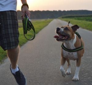 ¿Cuántas horas debes pasear a tu perro? ¿Cuántas horas debes pasear a tu perro?