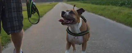 ¿Cuántas horas debes pasear a tu perro? ¿Cuántas horas debes pasear a tu perro?