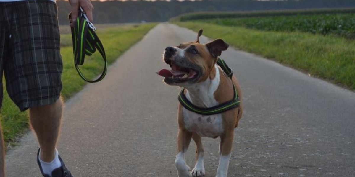 ¿Cuántas horas debes pasear a tu perro?