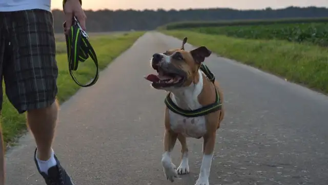 ¿Cuántas horas debes pasear a tu perro?