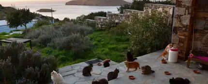 Gatos en la isla de Siros Gatos en la isla de Siros
