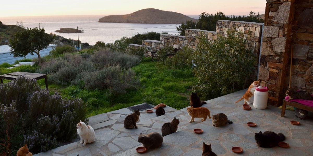 Gatos en la isla de Siros