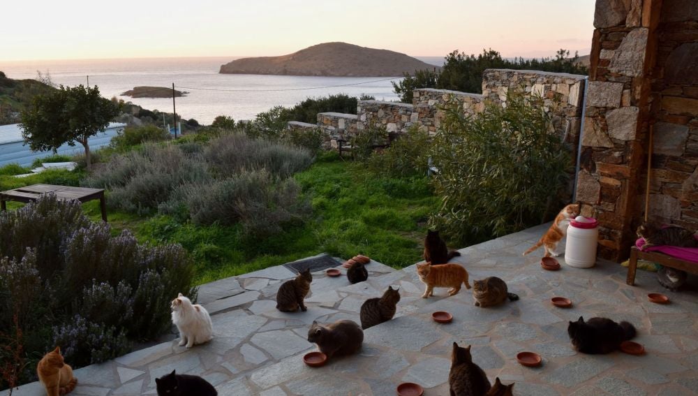 Gatos en la isla de Siros