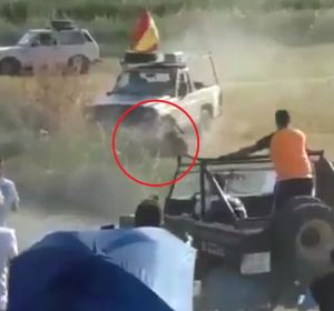 Atropello mortal a un toro en Guadalajara Atropello mortal a un toro en Guadalajara