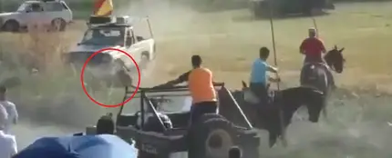 Atropello mortal a un toro en Guadalajara Atropello mortal a un toro en Guadalajara