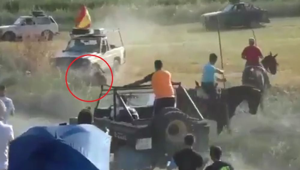 Atropello mortal a un toro en Guadalajara
