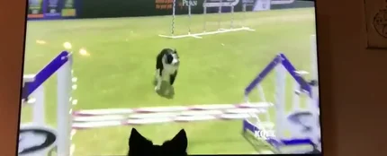 La divertida reacción de una perra al verse concursando en televisión La divertida reacción de una perra al verse concursando en televisión