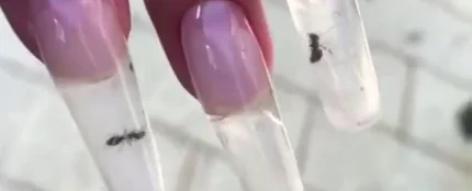 Una nueva moda indigna Rusia: hormigas vivas dentro de las uñas Una nueva moda indigna Rusia: hormigas vivas dentro de las uñas