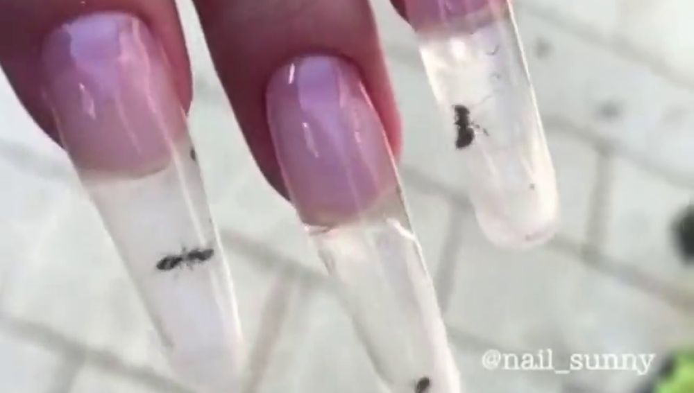  Una nueva moda indigna Rusia: hormigas vivas dentro de las uñas