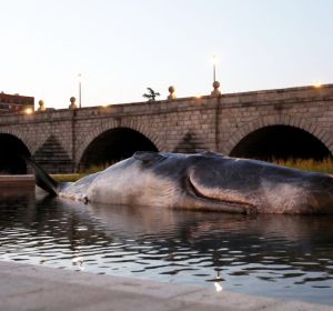 Un Cachalote en el río Manzanares Un Cachalote en el río Manzanares