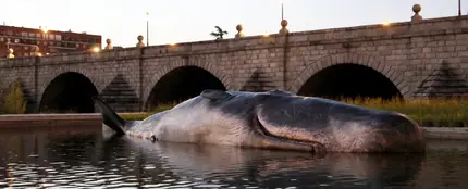 Un Cachalote en el río Manzanares Un Cachalote en el río Manzanares