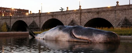 Un Cachalote en el río Manzanares Un Cachalote en el río Manzanares
