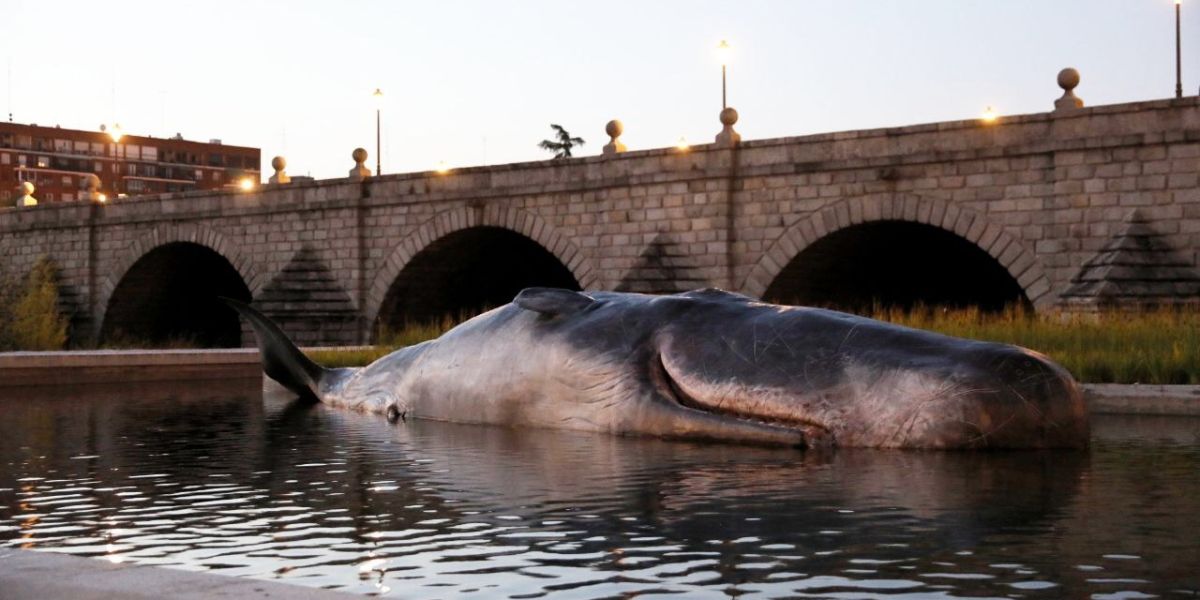 Un Cachalote en el río Manzanares