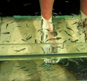 Pedicura con peces Pedicura con peces