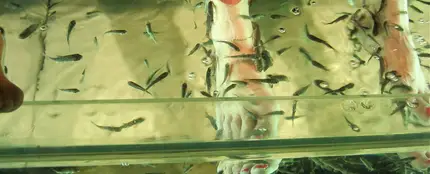 Pedicura con peces Pedicura con peces