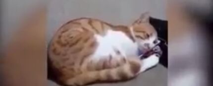 Un gato se emociona al ver un vídeo de su dueño fallecido
