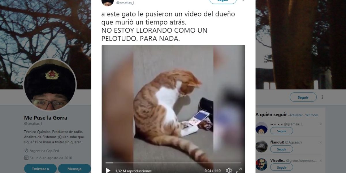 Este gatito ve un vídeo de su dueño fallecido y su reacción te hará llorar