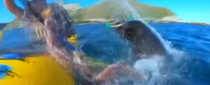 Un piragüista es abofeteado por una foca con un pulpo atrapado en su boca Un piragüista es abofeteado por una foca con un pulpo atrapado en su boca