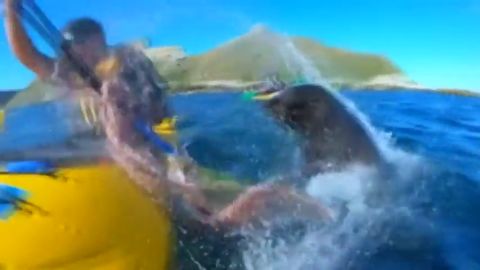 Un pirag&uuml;ista es abofeteado por una foca con un pulpo atrapado en su boca