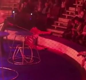 Una tigresa sufre convulsiones en el circo Una tigresa sufre convulsiones en el circo