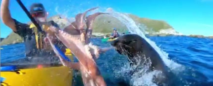 Una foca lanzándole un pulpo a un piragüista