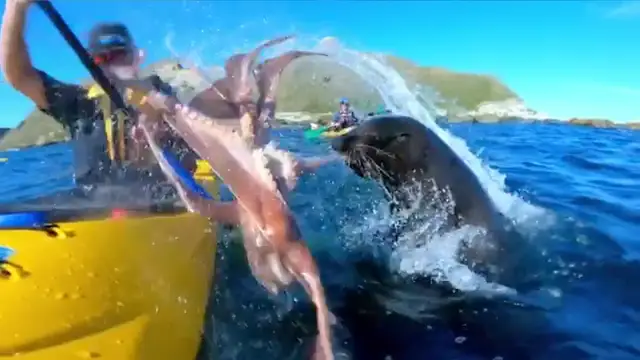 Una foca lanzándole un pulpo a un piragüista