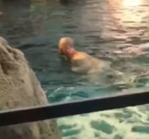 El hombre nadando rodeado de tiburones El hombre nadando rodeado de tiburones