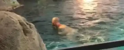 El hombre nadando rodeado de tiburones El hombre nadando rodeado de tiburones